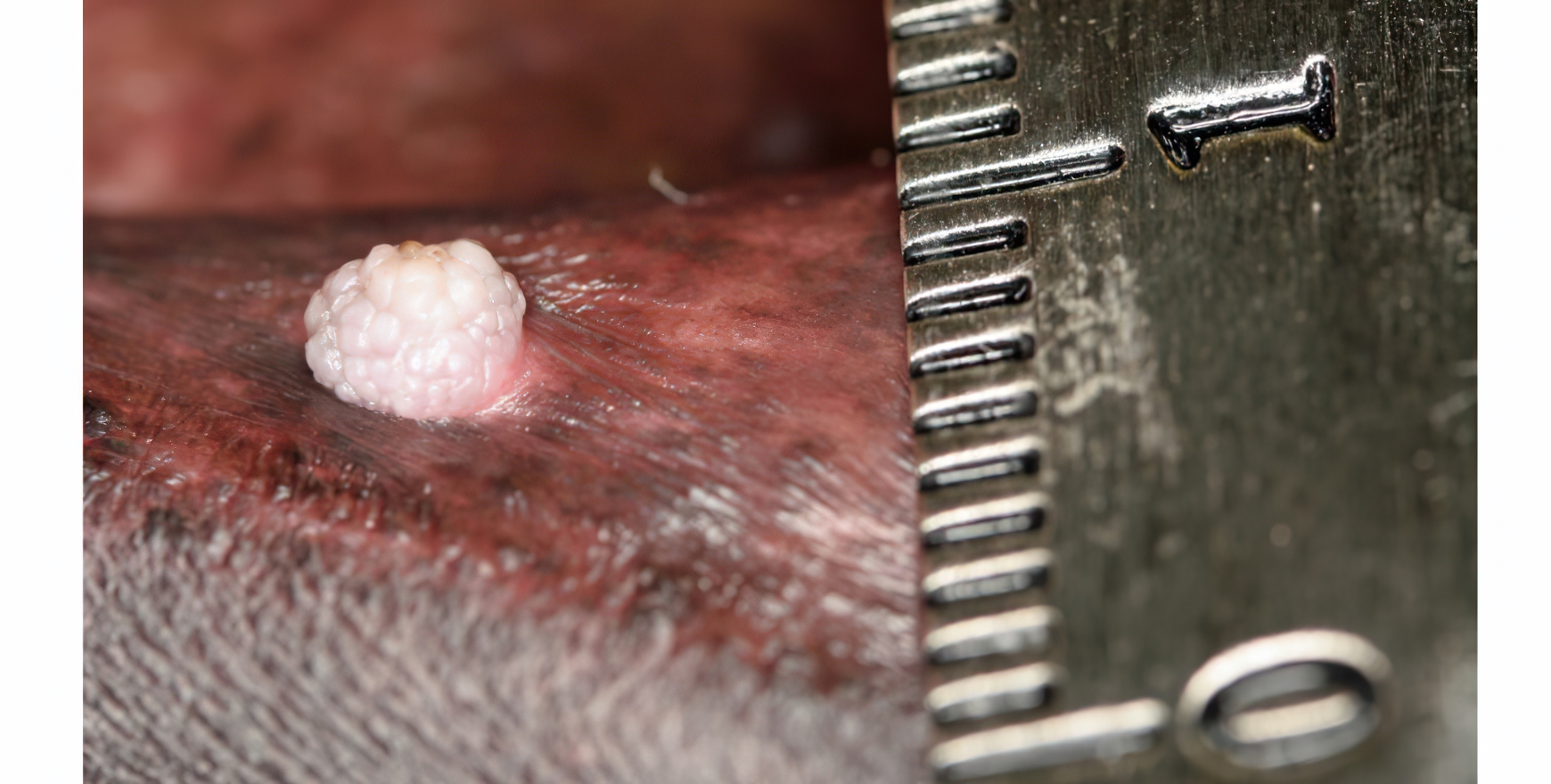 Canine Oral Papillomatosis: Viral Wart on Lip Margin