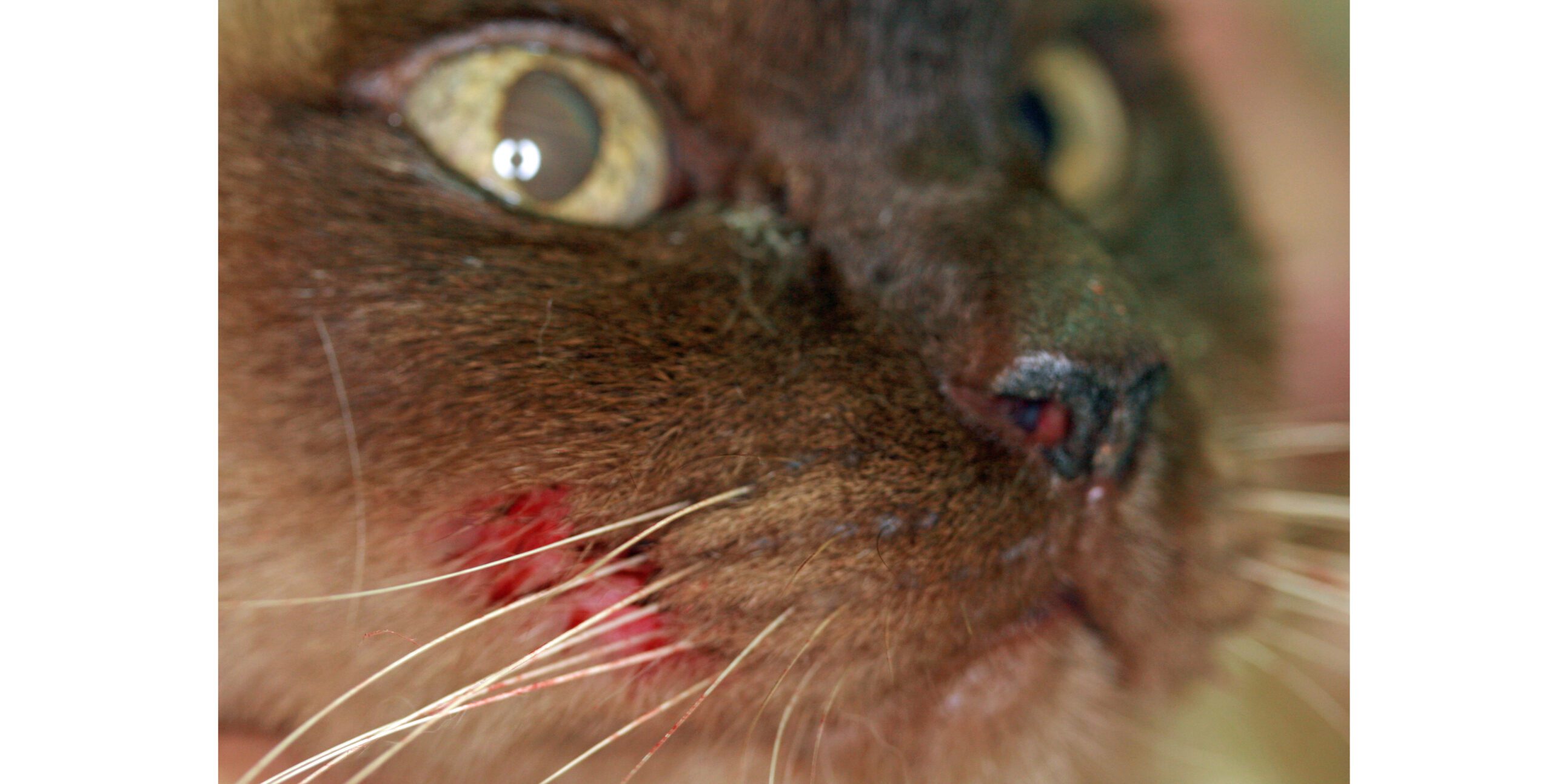 Orofacial Pain Syndrome, Burmese Cat