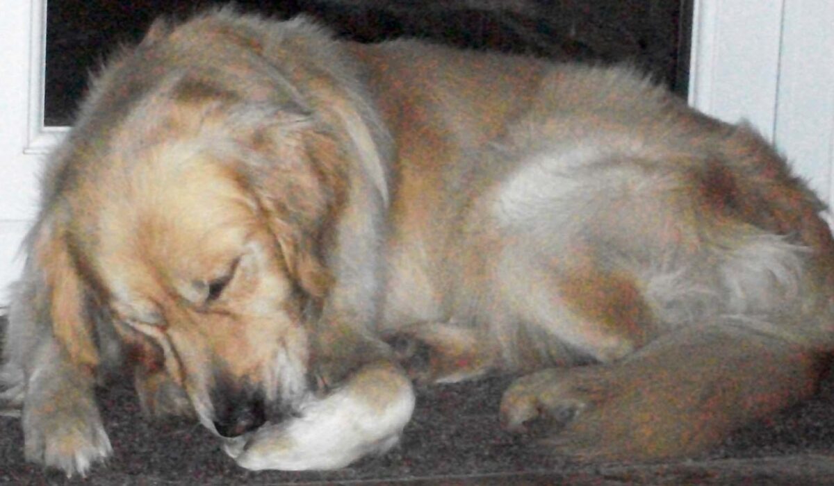 Commonest Manifestation of Allergic Skin Disease: Paw Licking & Chewing: Commonest Manifestation of Allergic Skin Disease: Paw Licking & Chewing: