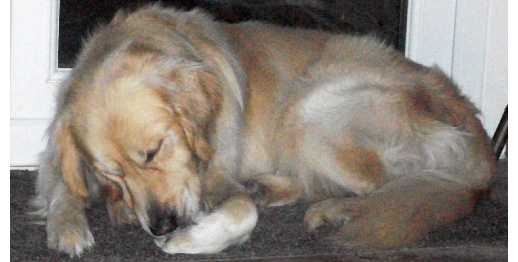 Commonest Manifestation of Allergic Skin Disease: Paw Licking & Chewing: Commonest Manifestation of Allergic Skin Disease: Paw Licking & Chewing: