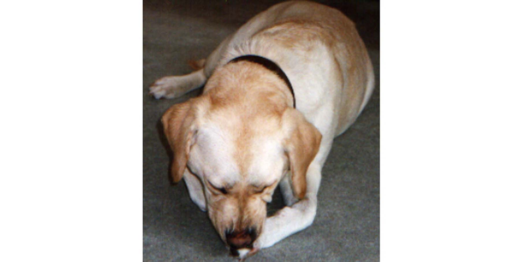 Cutaneous Adverse Food Reaction (Food Allergy): Pedal Pruritus (Paw Licking), Labrador Retriever