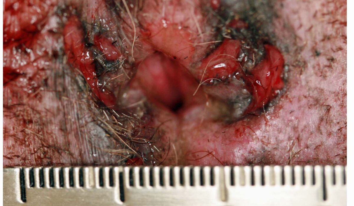 Perianal Furunculosis, German Shepherd Dog