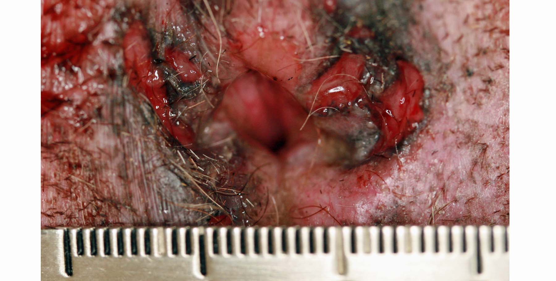 Perianal Furunculosis, German Shepherd Dog