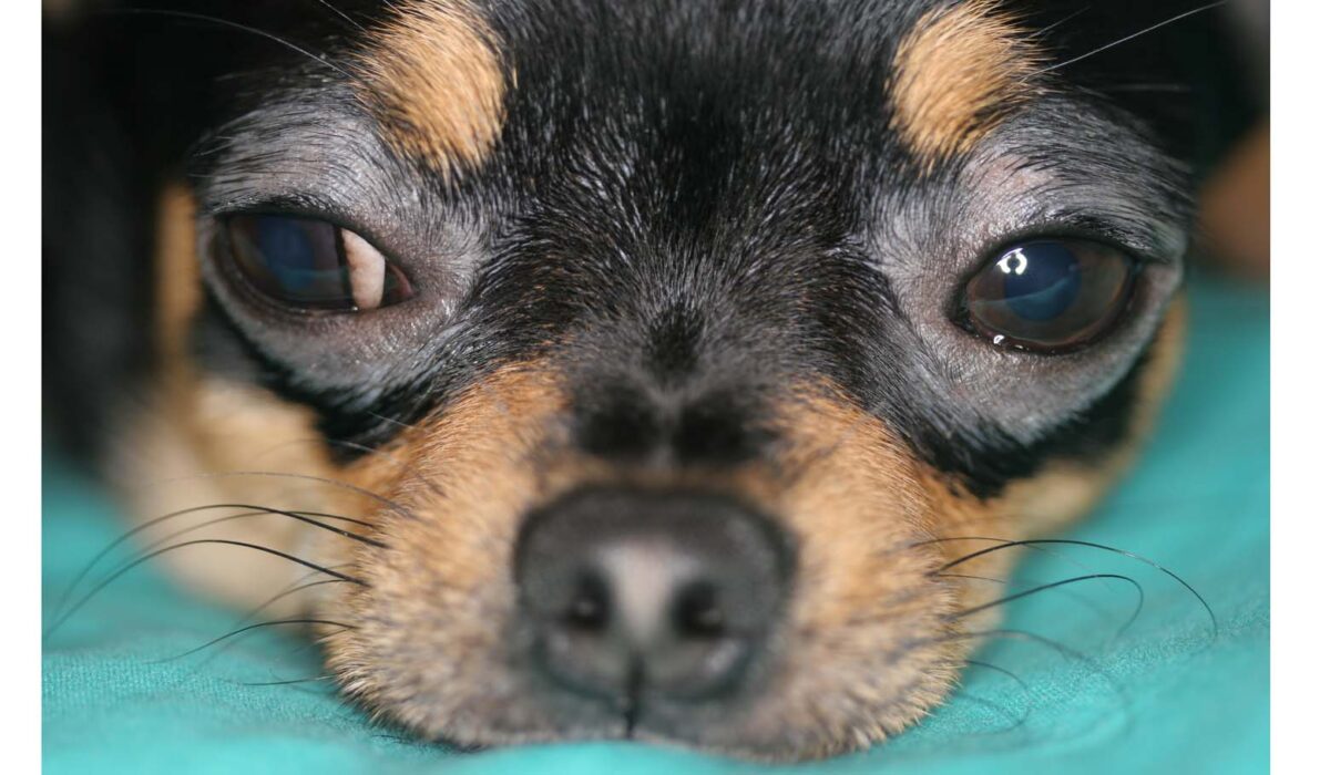 Canine Atopic Dermatitis with Periocular Malassezia Yeast Dermatitis, Chihuahua