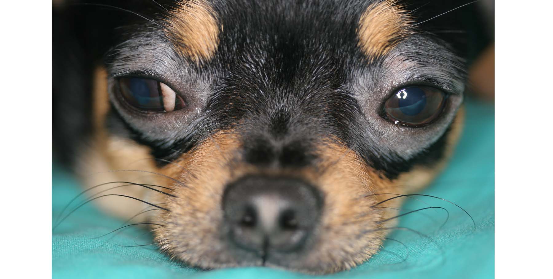 Canine Atopic Dermatitis with Periocular Malassezia Yeast Dermatitis, Chihuahua