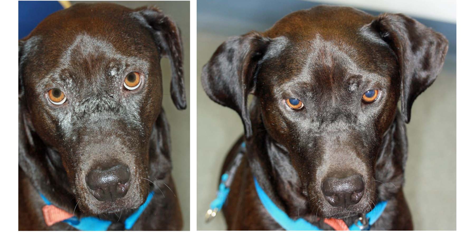 Cutaneous Leishmaniosis: Periocular Scaling, before & 8 weeks after Treatment (Leishmania infantum), Crossbreed