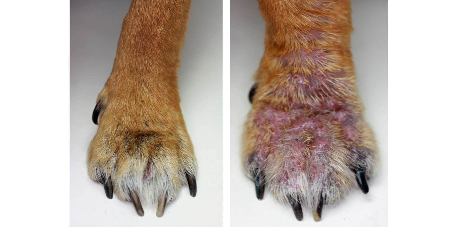 Pododemodicosis: before & after 8 weeks of Treatment
