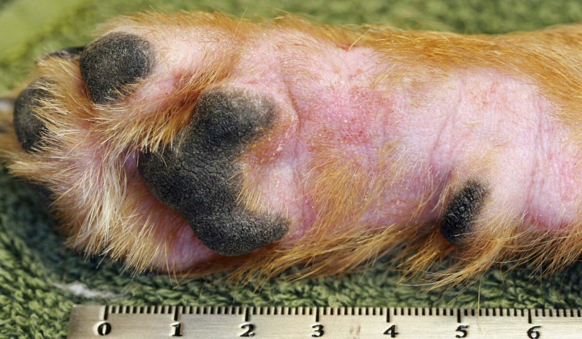 Chronic Atopic Dermatitis: Pododermatitis, Terrier crossbreed