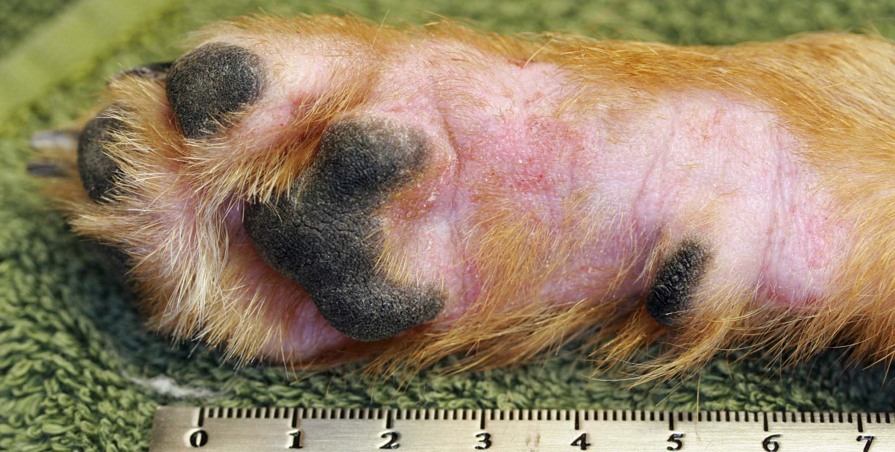 Chronic Atopic Dermatitis: Pododermatitis, Terrier crossbreed