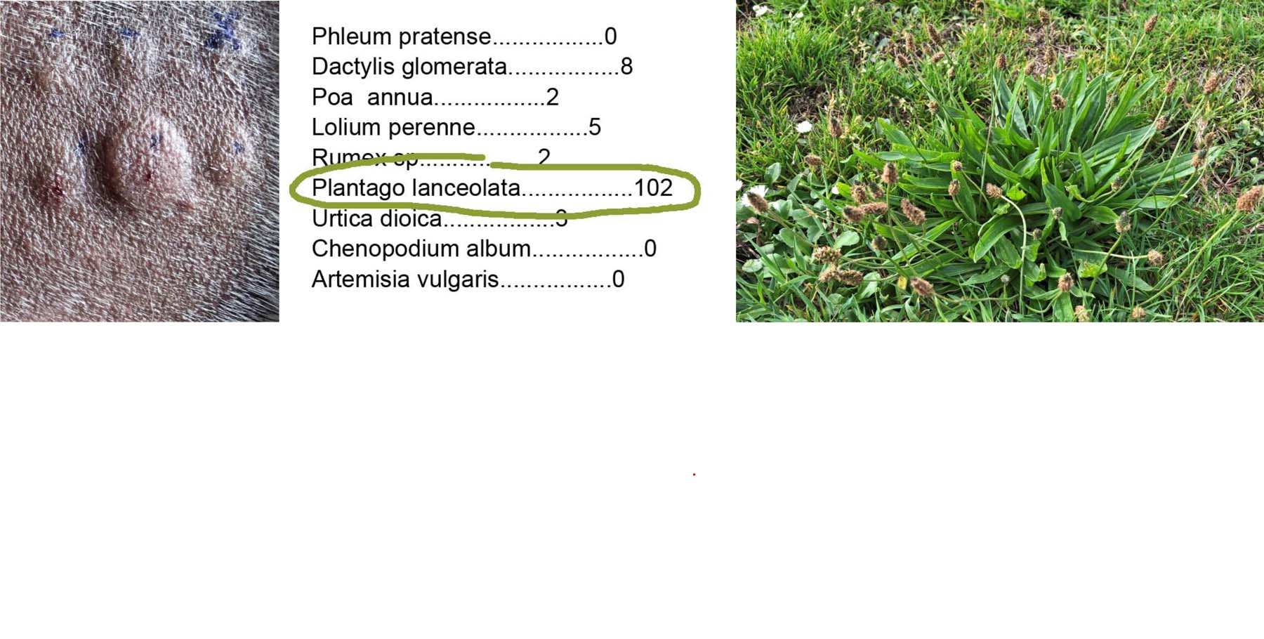 Positive Aeroallergen Allergy Tests: Intradermal Test Wheal and Fc Epsilon R1-a Serology for English Plantain Pollen