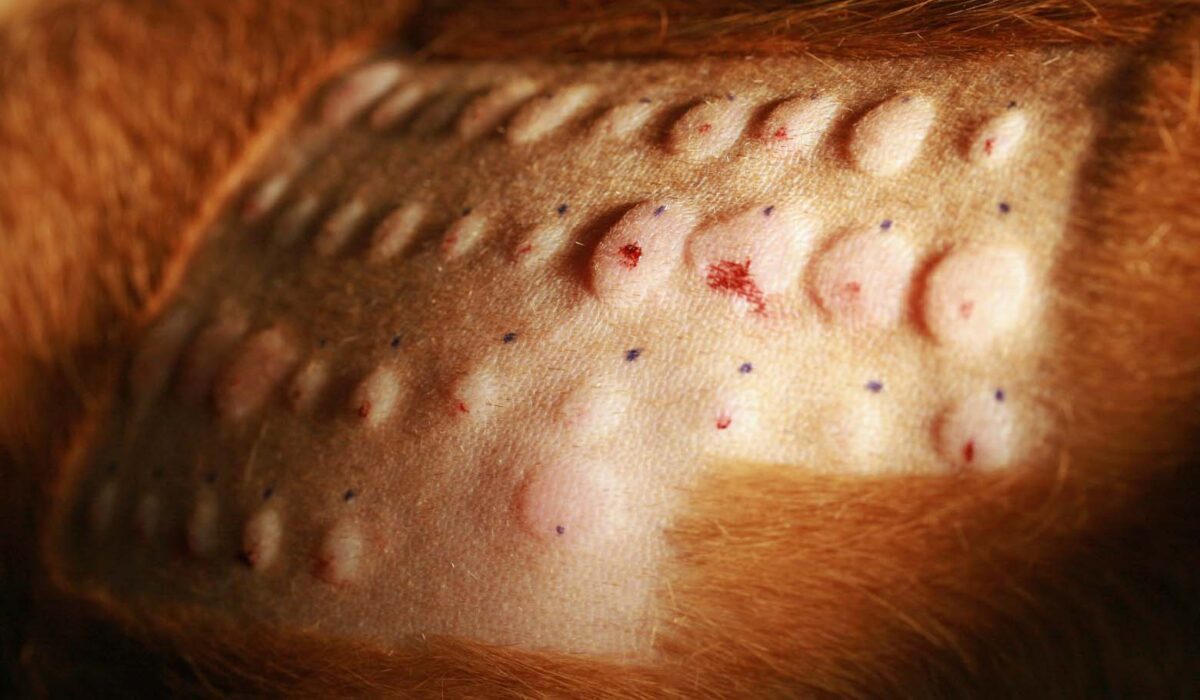 Intradermal Test: Positive Reactions to Aeroallergen Injections Intradermal Test: Positive Reactions to Aeroallergen Injections