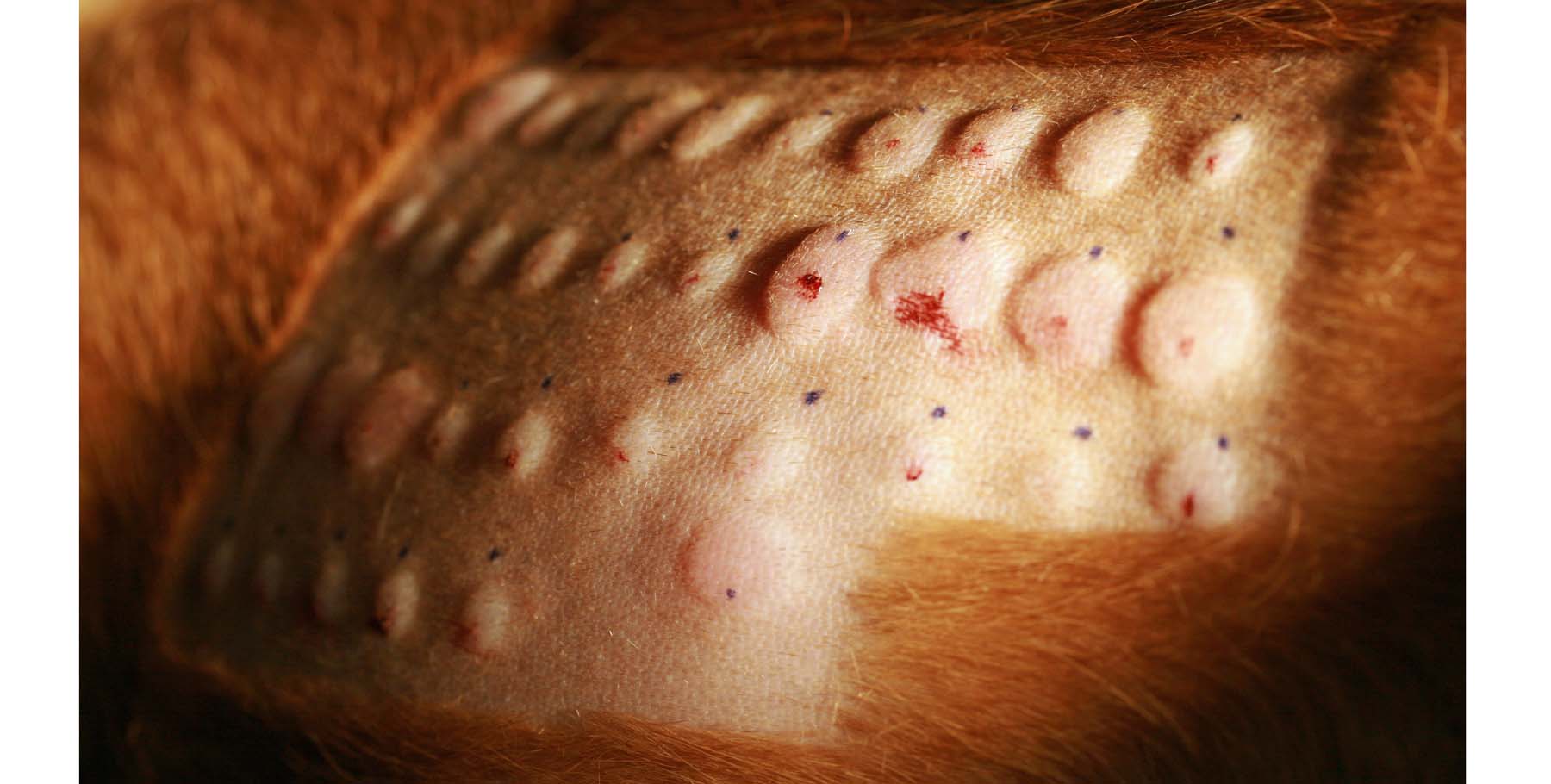 Intradermal testing The Skin Vet