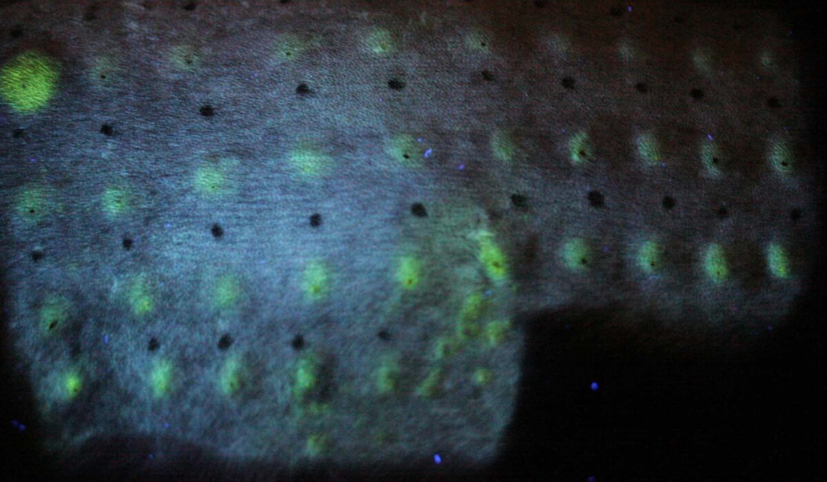 Feline Intradermal Test: Positive Reactions to Intradermal Aeroallergens, fluorescing under UV Light Feline Intradermal Test: Positive Reactions to Intradermal Aeroallergens, fluorescing under UV Light