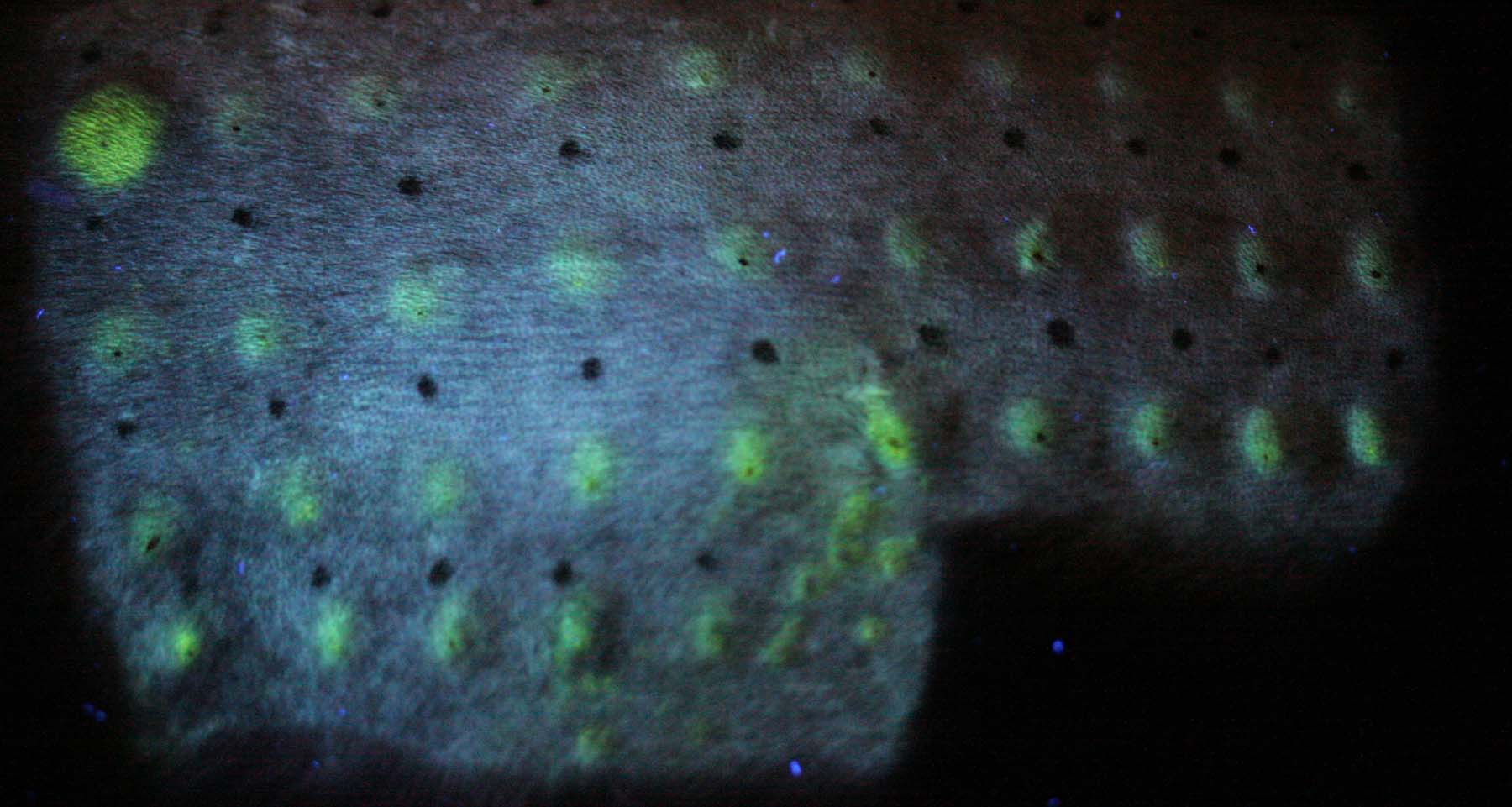 Feline Intradermal Test: Positive Reactions to Intradermal Aeroallergens, fluorescing under UV Light Feline Intradermal Test: Positive Reactions to Intradermal Aeroallergens, fluorescing under UV Light