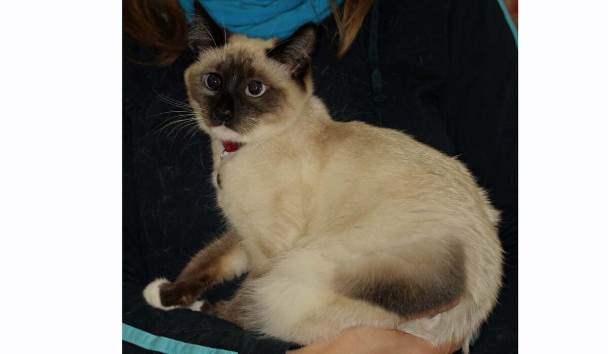 Post-Clipping Melanotrichosis