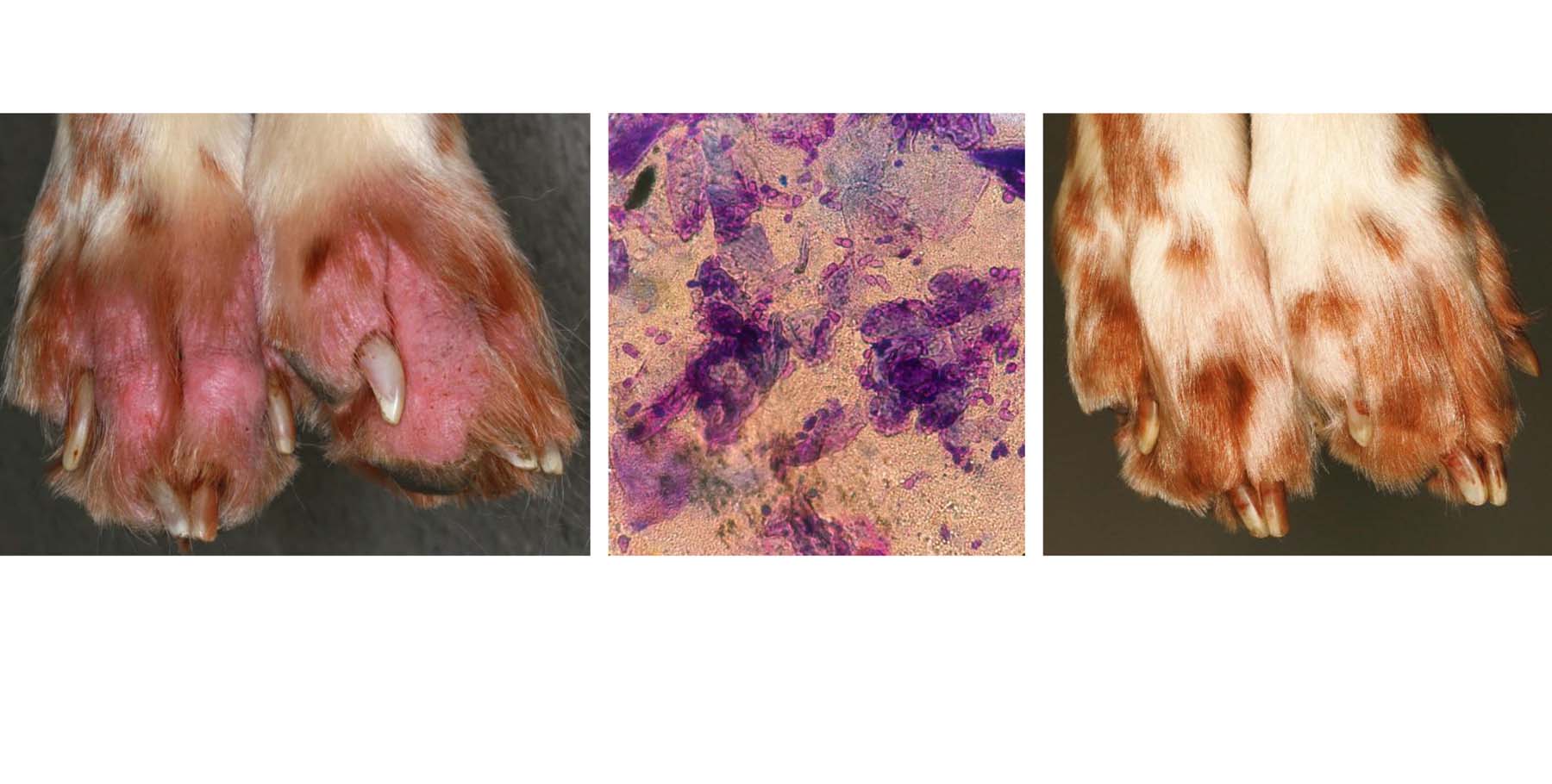 Primary Atopic Dermatitis with Secondary Malassezia Yeast Pododermatitis: Initial Presentation, Immediate Cytology, During Treatment, English Setter