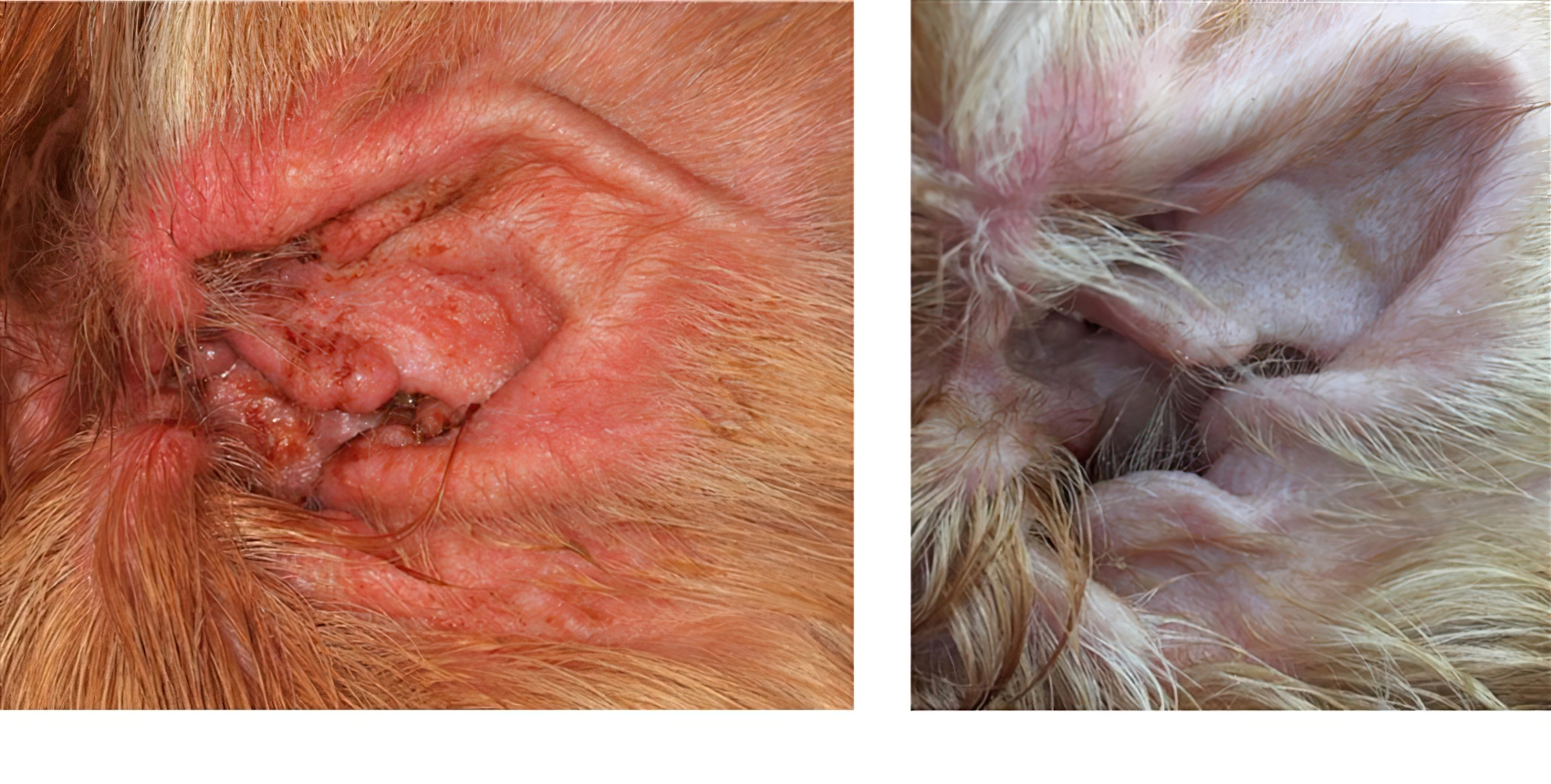 Secondary Pseudomonas Otitis Externa: before & after 5 weeks of Multimodal Treatment, with No Oral nor Aural Antibacterial, Welsh Springer Spaniel