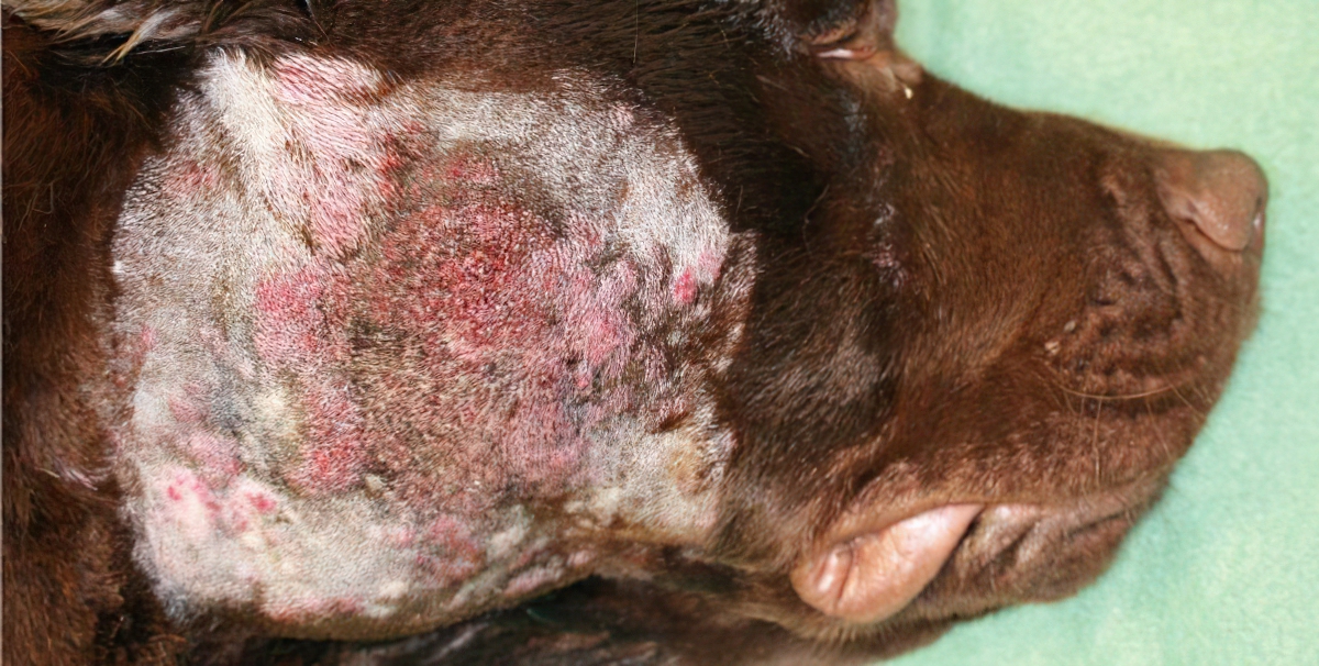 Pyotraumatic Folliculitis & Furunculosis, secondary to Allergic Dermatitis, Labrador Retriever