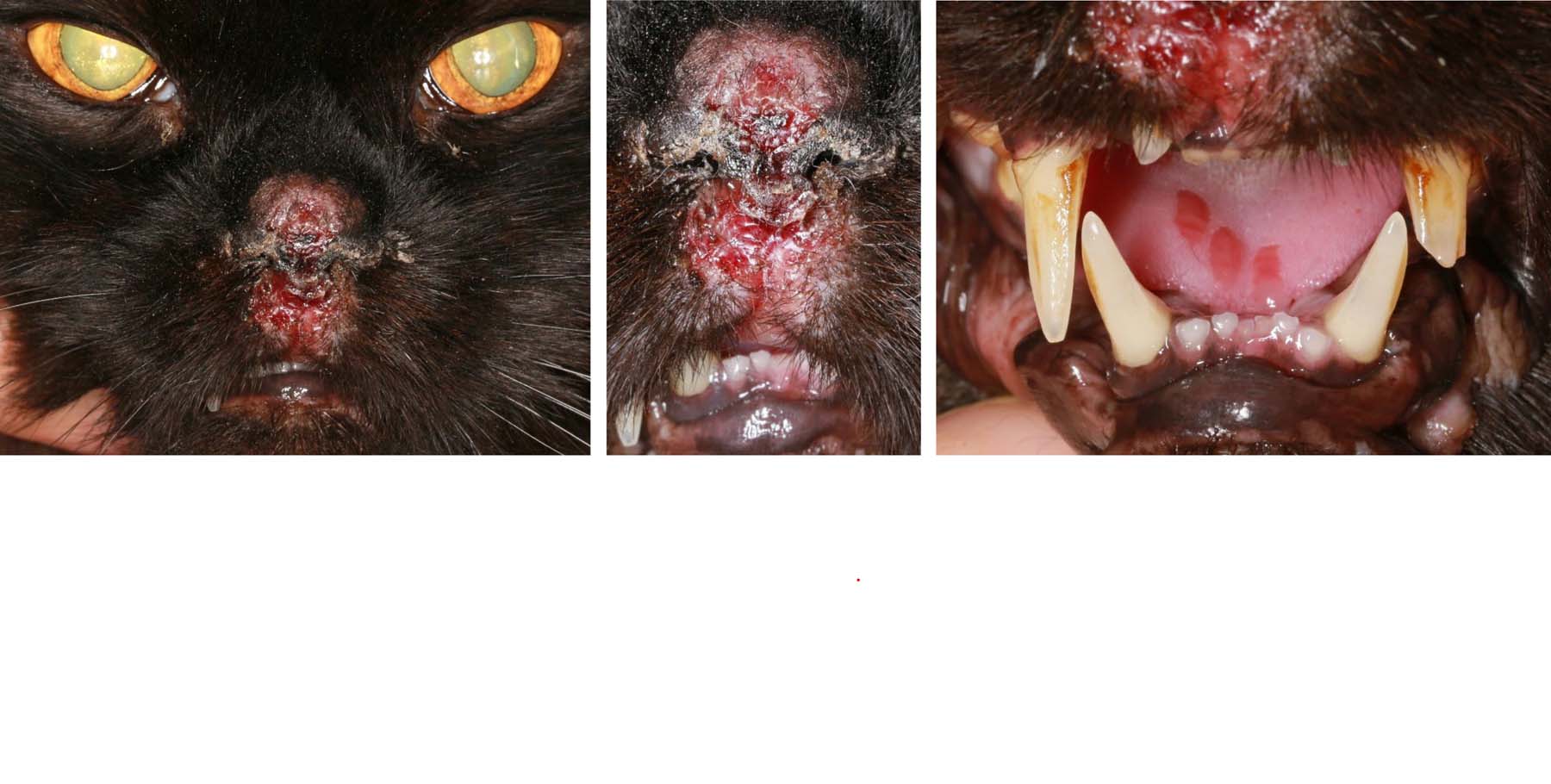 Calici Virus Infection: Rapid Onset Facial & Oral Ulceration, Persian Cat