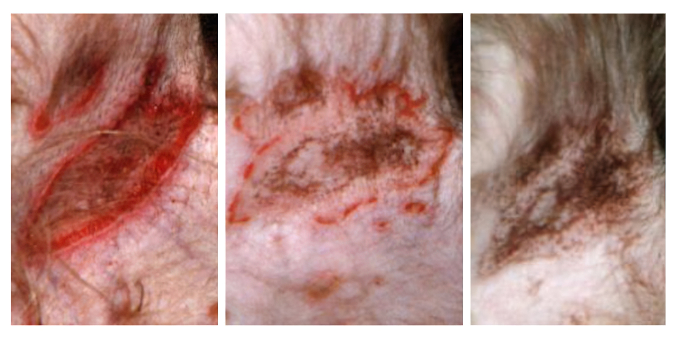 Rare Canine Vesicular Cutaneous Lupus Erythematosus in a previously unreported breed (1999), a Border Collie