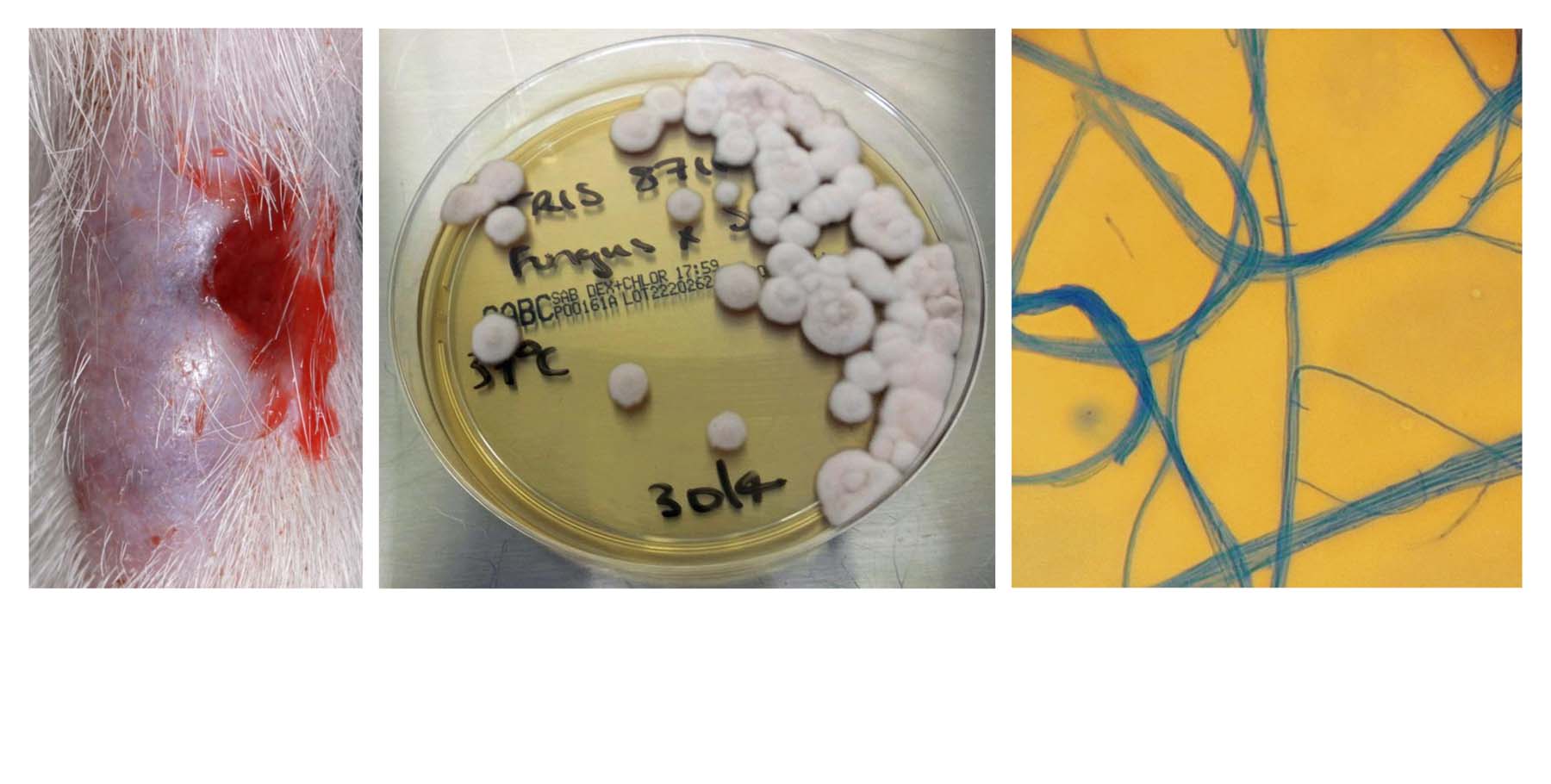 Phaeohyphomycosis: Chronic, Ulcerated, Fungal Granuloma on a Cat's Tail (Alternaria infectoria): Diagnostic Culture & Stained Fungal Hyphae