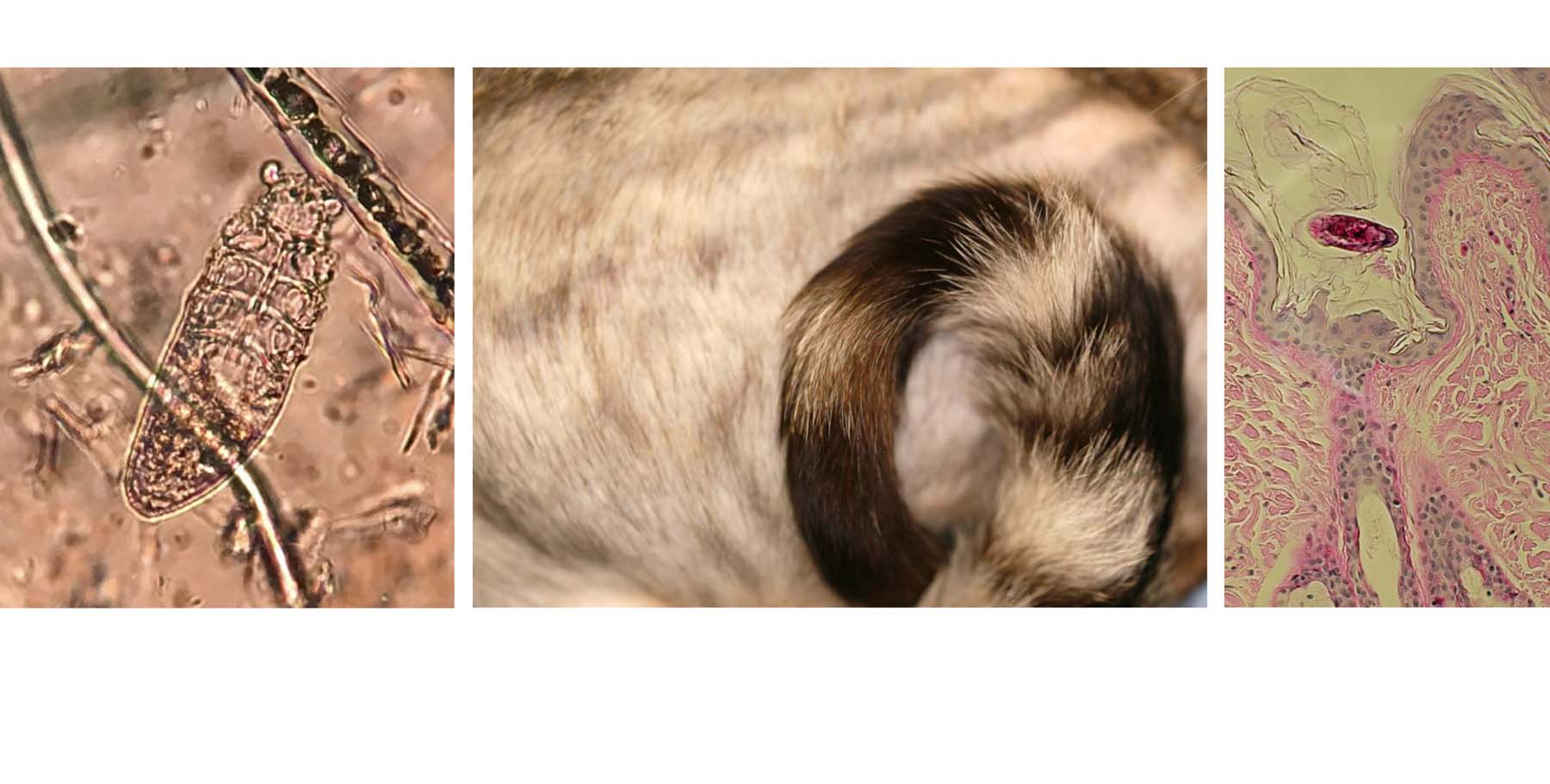 Rare Demodex Gatoi Infestation: Self-Traumatic Alopecia, Adult Mite found by Skin Scraping & subsequent Biopsy Review (previously missed by Pathologist), Bengal Cat