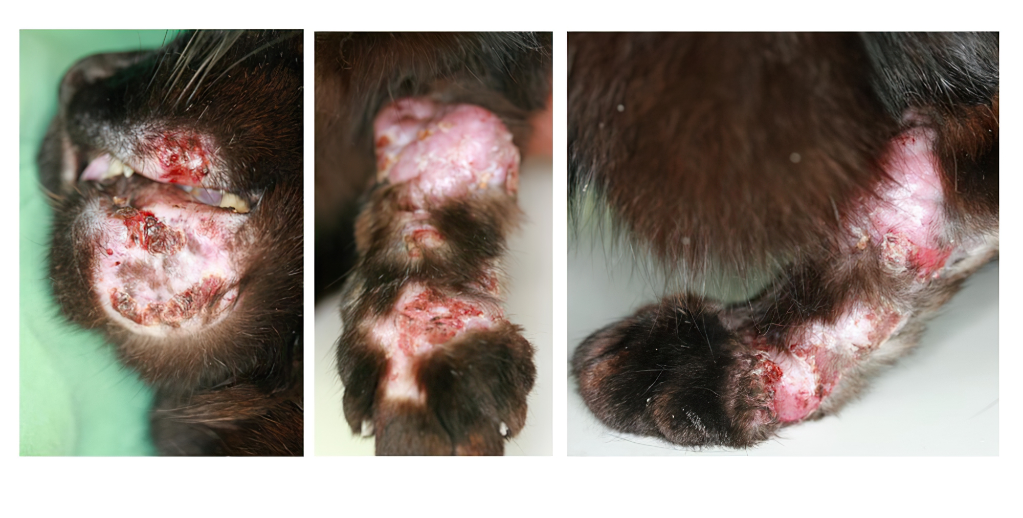 Rare Feline Multisystemic Histiocytic Sarcoma