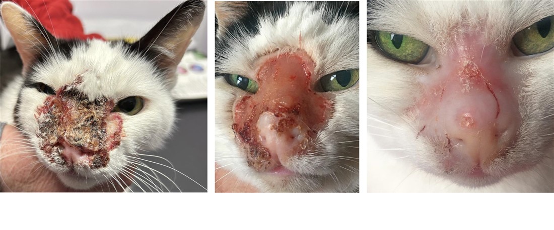 Rare Feline Virus Dermatitis: E-Consultation, 2 & 8 weeks after treatment started