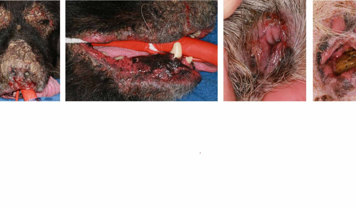 Rare Mucocutaneous Lupus Erythematosus, German Shepherd Dog