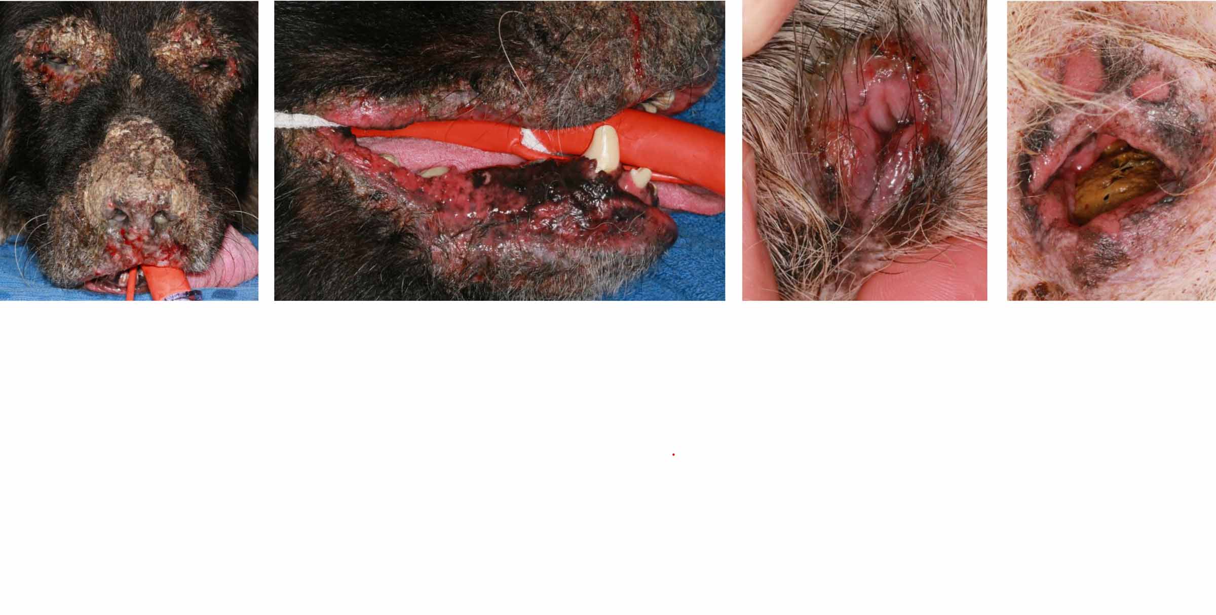 Rare Mucocutaneous Lupus Erythematosus, German Shepherd Dog