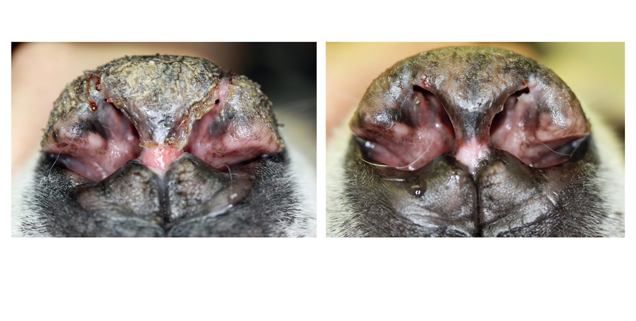 Rare Nasal Philtral Arteritis: before & after 6 Weeks Treatment, Labrador Retriever