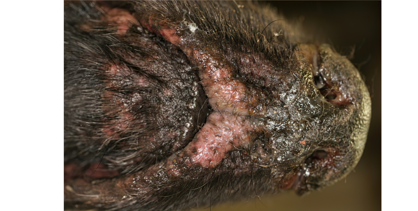 Rare Paraneoplastic Pemphigus: Mucocutaneous Depigmentation & Nasal Ulceration, Flat-coated Retriever