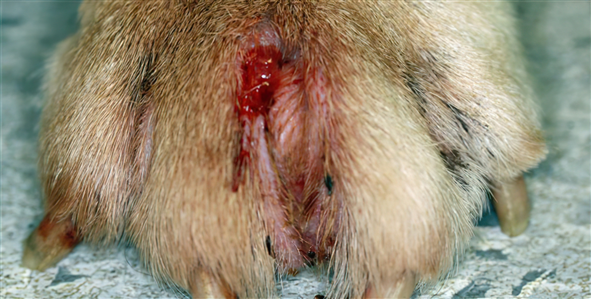 Ruptured Interdigital Granuloma, English Bulldog