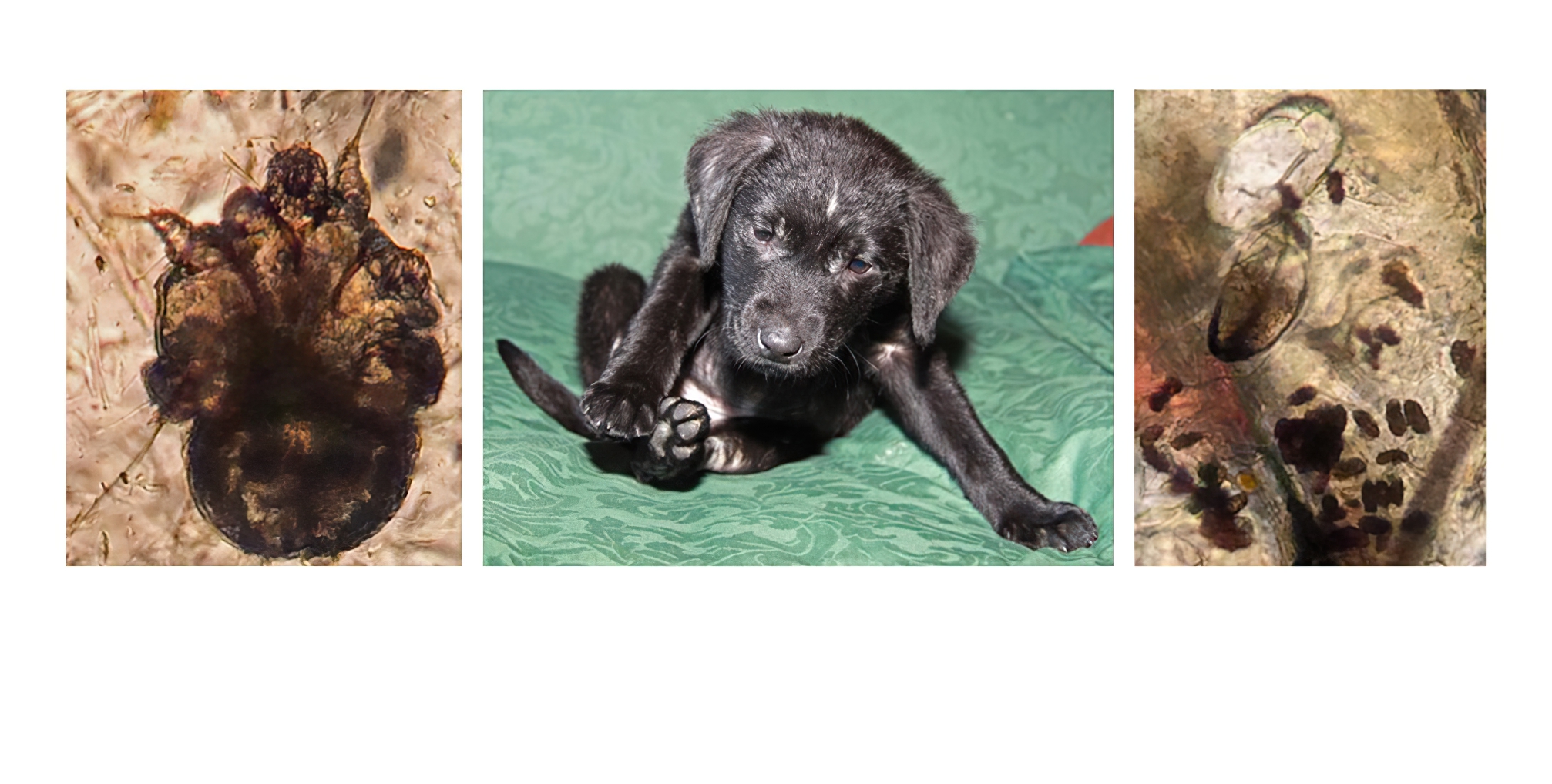 A Newly Purchased, Labrador Retriever Puppy with Sarcoptic Mange: Adult Sarcoptes scabiei Mite & Nest with Eggs and Faeces (Scybala)