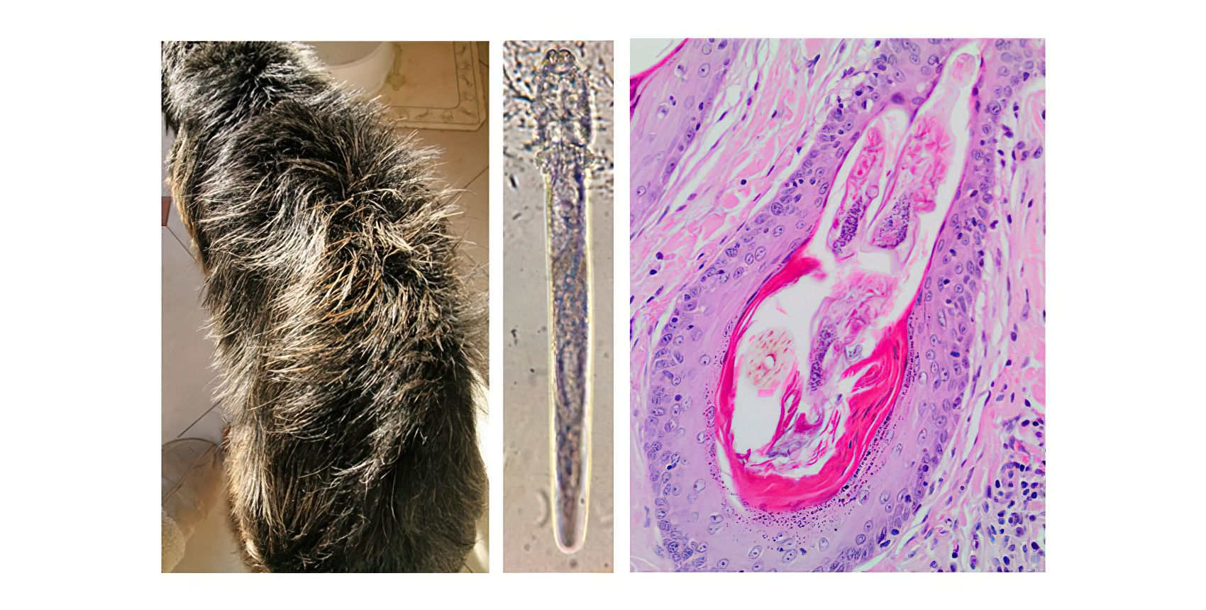 Seborrhoeic Dermatitis of Small Terriers associated with Demodex injai mites, Border Terrier