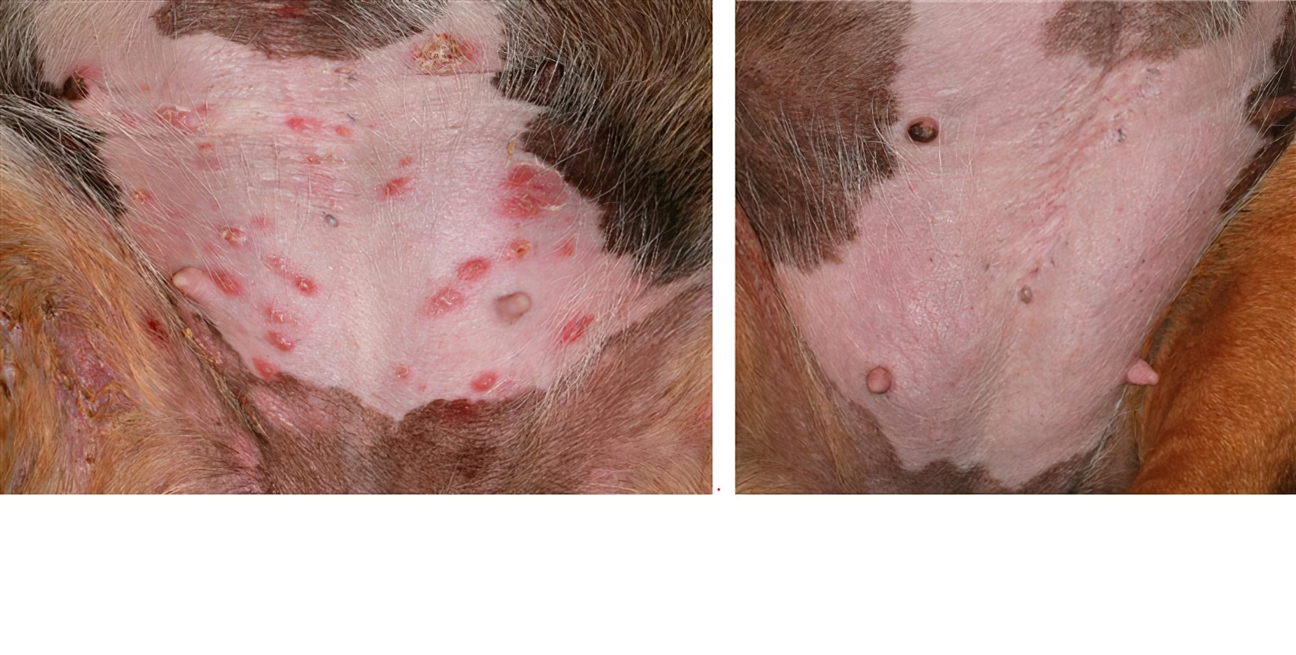 Secondary Bacterial Pyoderma (Staphylococcus Pseudintermedius) - before and after topical treatment, English Bull Terrier