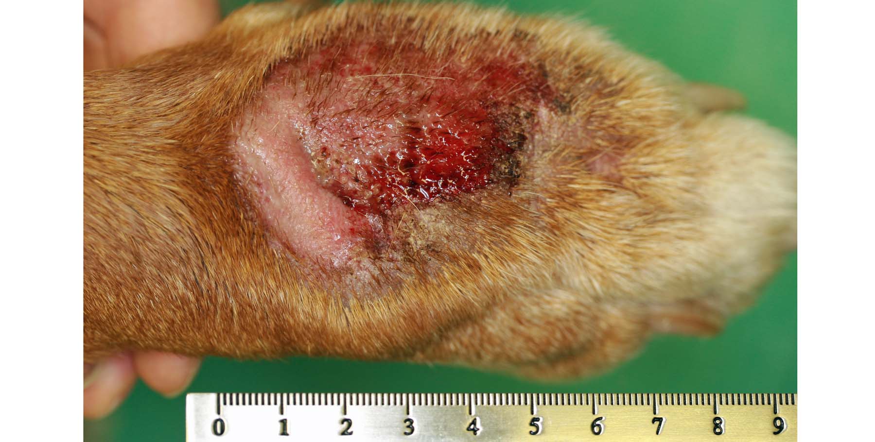 Severe Acral Lick Dermatitis, Secondary to Allergic Dermatitis, Rhodesian Ridgeback
