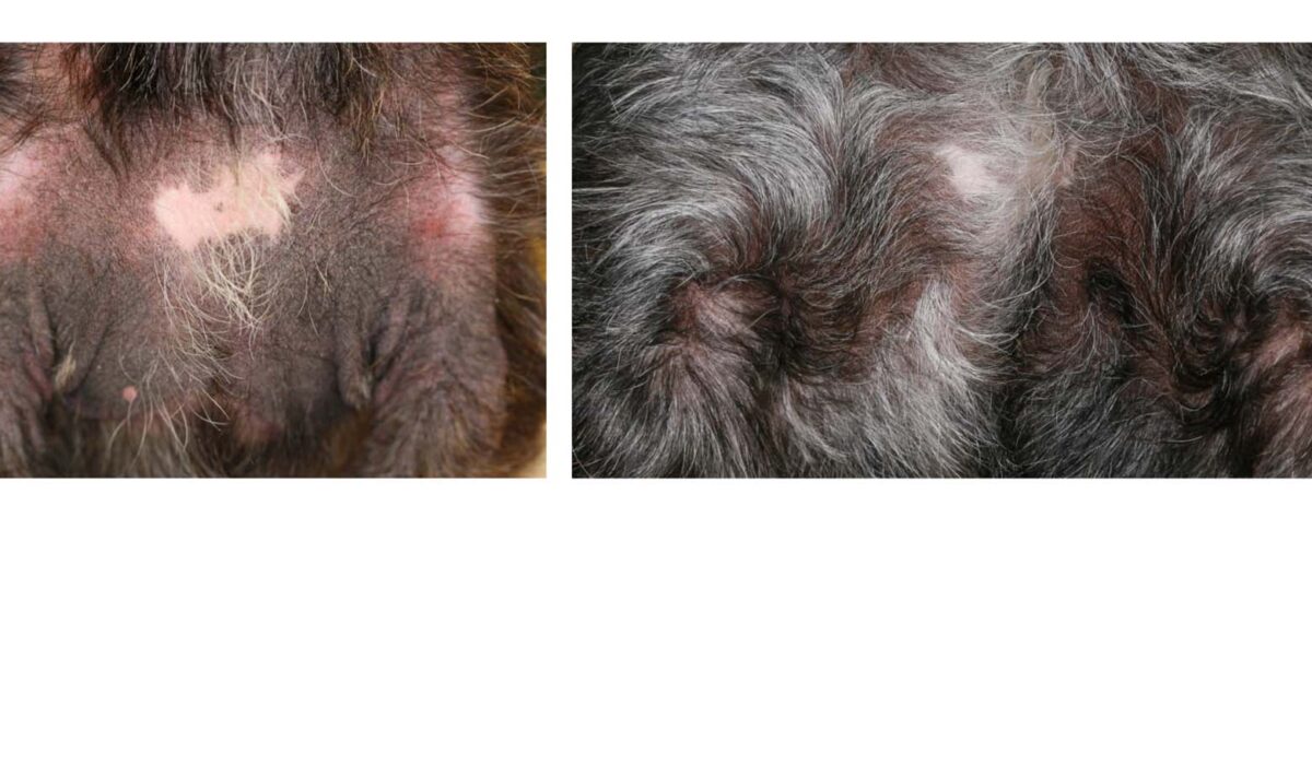 Severe Atopic Dermatitis: Response after 20 months of Dynamic Sequential Multimodal Treatment, Terrier Crossbreed
