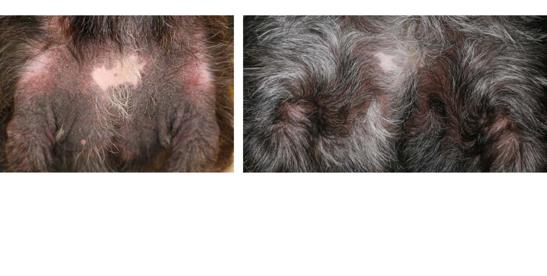 Severe Atopic Dermatitis: Response after 20 months of Dynamic Sequential Multimodal Treatment, Terrier Crossbreed