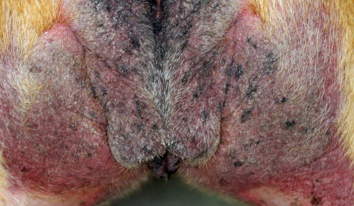 Severe Atopic Dermatitis: Perineum, English Bull Terrier
