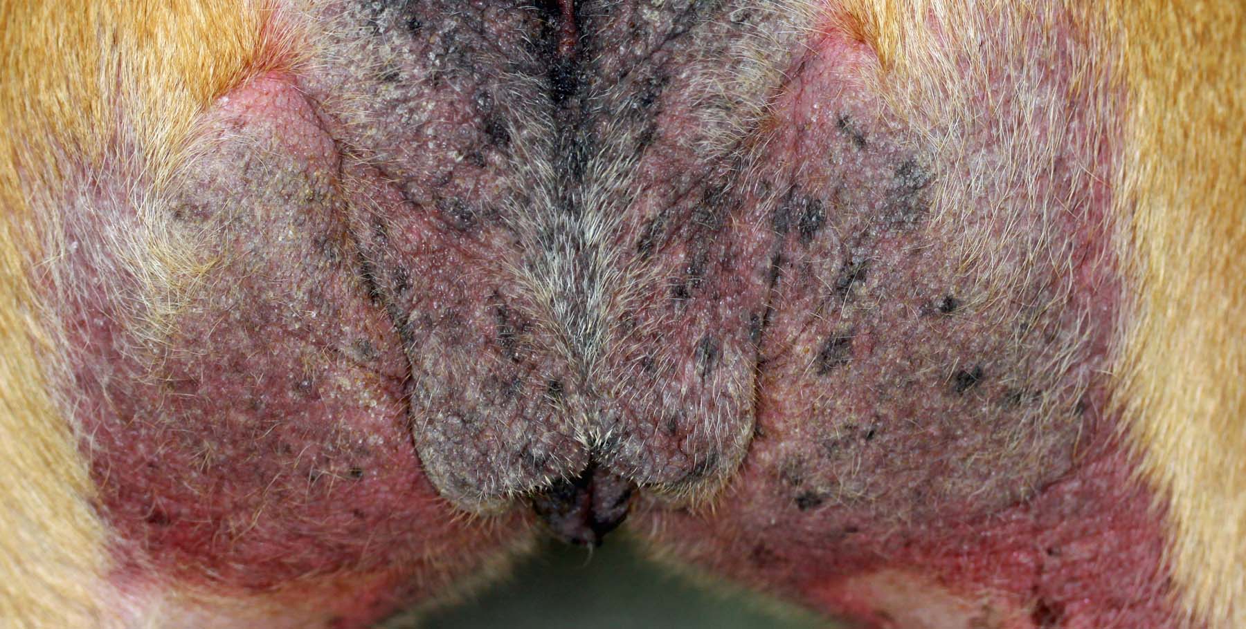 Severe Atopic Dermatitis: Perineum, English Bull Terrier