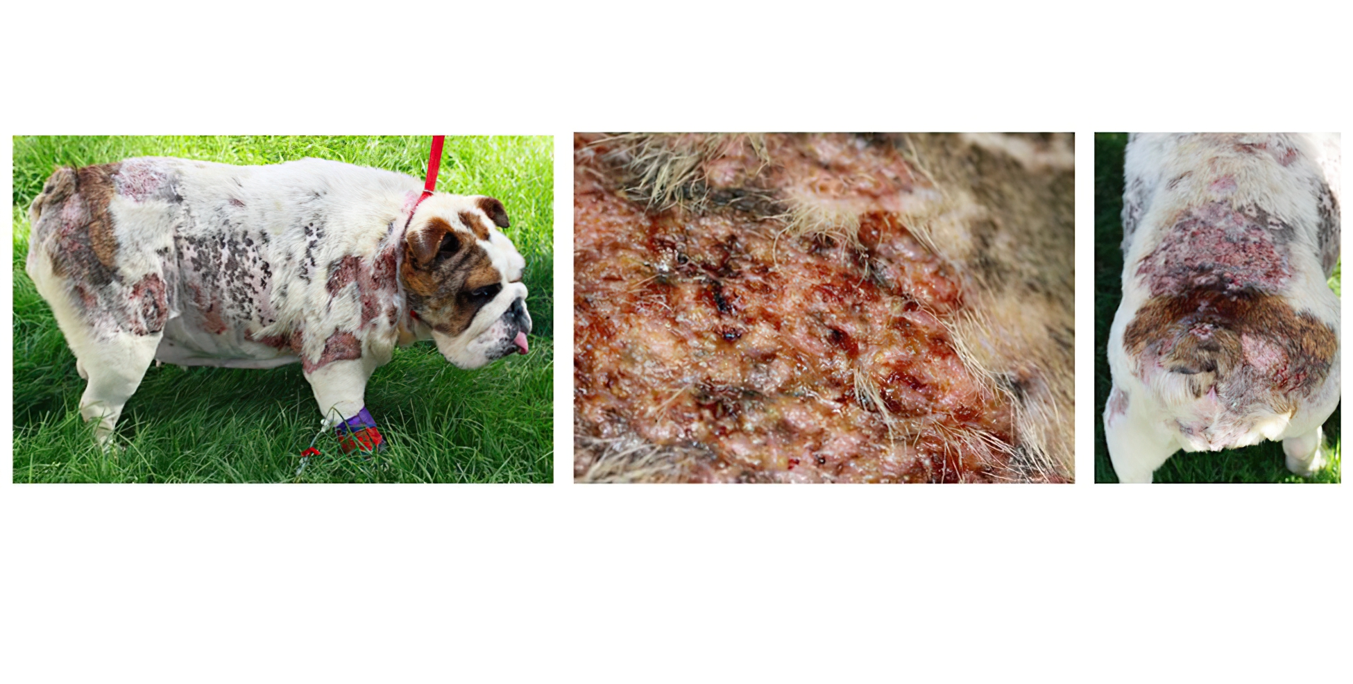 Severe Calcinosis Cutis, Secondary to spontaneous Hyperadrenocorticism (Cushing’s Disease), English Bulldog
