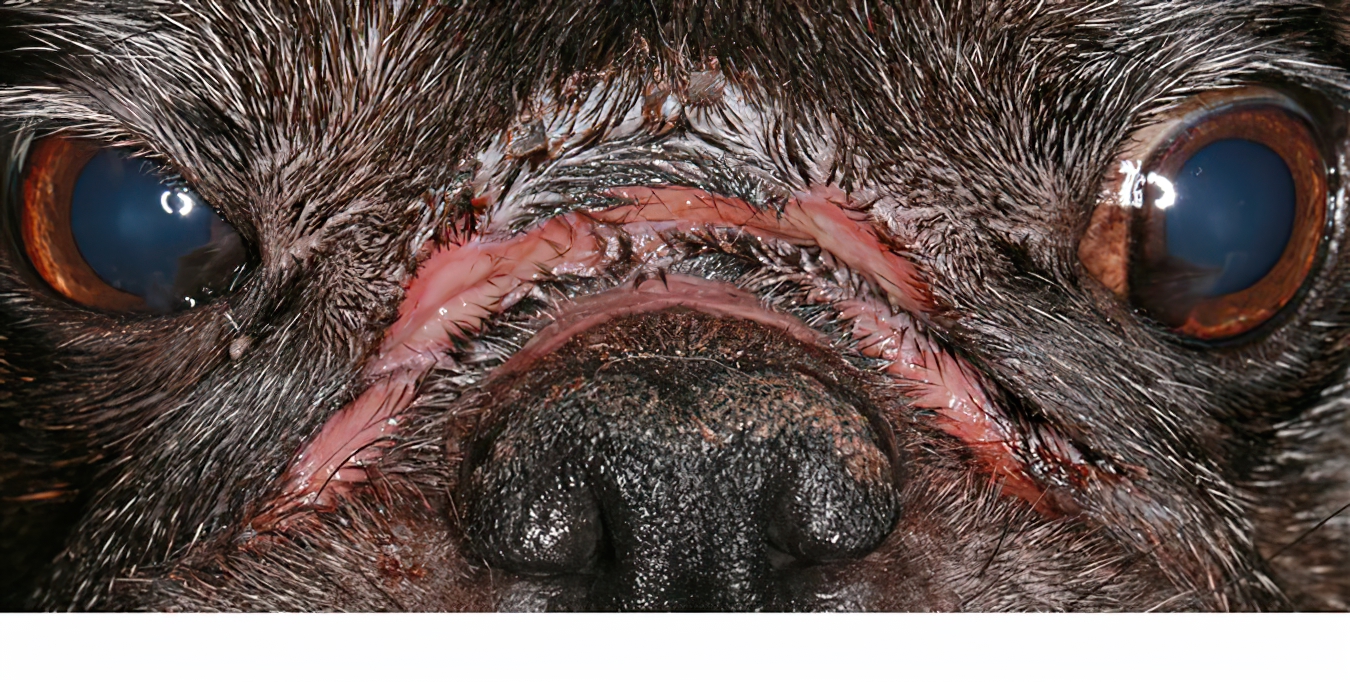 Severe, Chronic, Facial Fold Intertrigo, with Secondary Infection, Pug