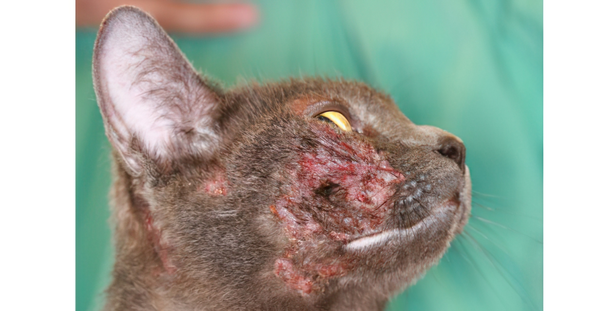 Cutaneous Adverse Food Reaction (Food Allergy): Severe Facial Self-Trauma, Cat