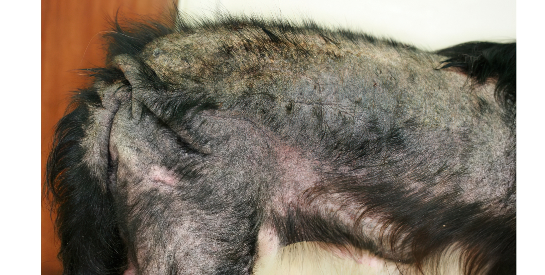 Severe Flea Bite Hypersensitivity (flea saliva allergy), Crossbreed (RSPCA Cruelty Case)