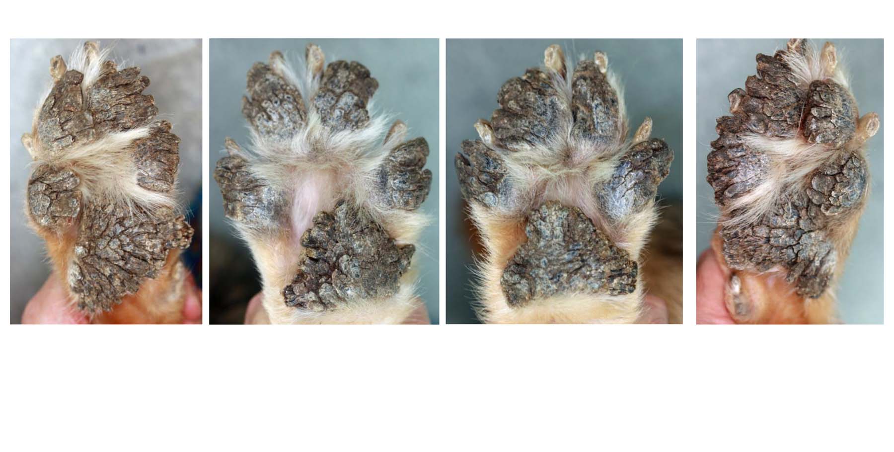 Severe Pad Hyperkeratosis, German Shepherd Dog