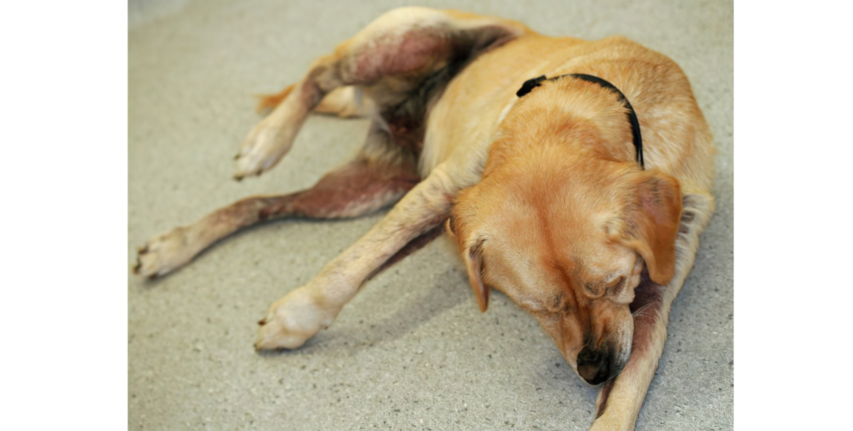 Canine Atopic Dermatitis: Severe Pruritus in Consultation, Labrador Retriever