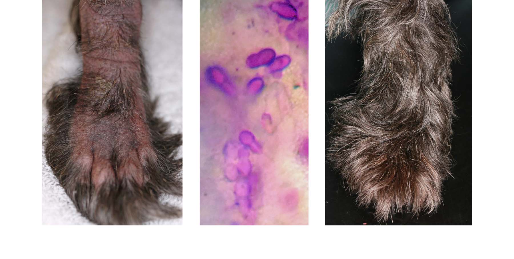 Severe Secondary Malassezia Overgrowth, Canine Atopic Dermatitis, before and after Multimodal Treatment, Terrier Crossbreed