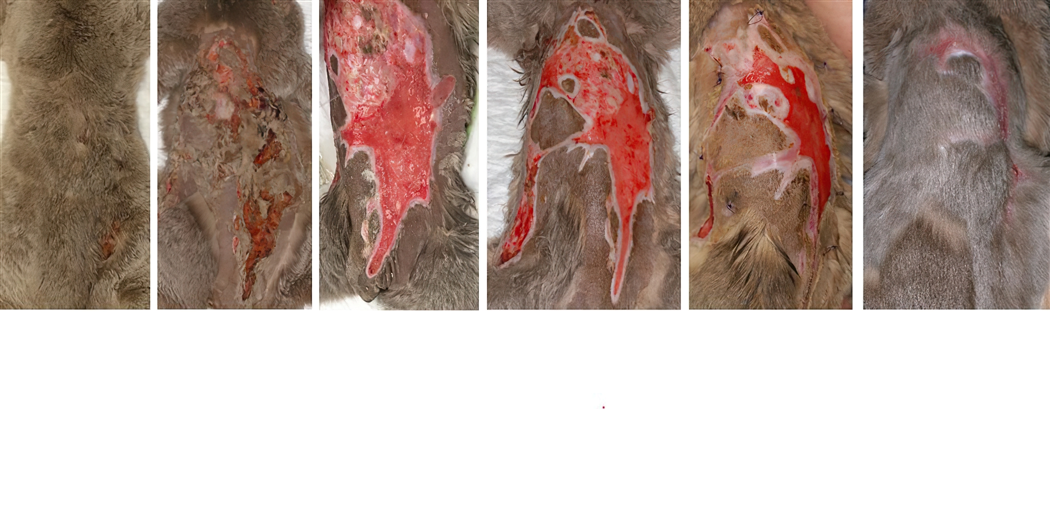 Severe Thermal Burn: on admission after initial clean up then 2, 3, 5 & 10 weeks later, Scottish Fold Cat (‘dumped’ at clinic & rehomed to staff, advice free of charge)