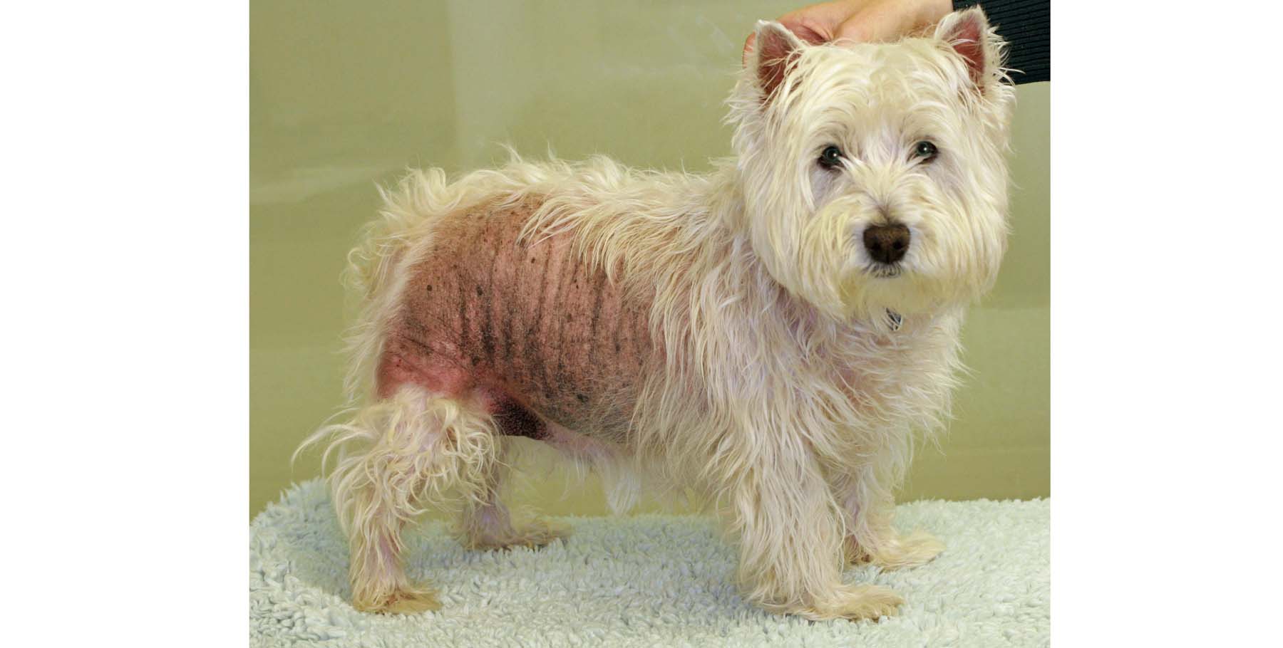 Chronic Atopic Dermatitis: Steroid-induced Alopecia, West Highland White Terrier